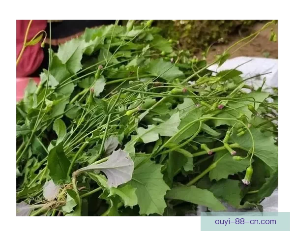 世界杯赛程深度解析与精准竞猜预测全方位指南